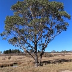 Eucalyptus camphora subsp. humeana at QPRC LGA - 10 Jun 2023