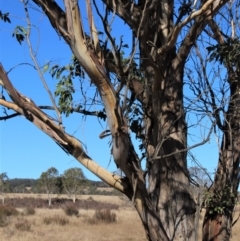 Eucalyptus camphora subsp. humeana at QPRC LGA - 10 Jun 2023 12:27 PM