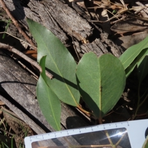 Eucalyptus camphora subsp. humeana at QPRC LGA - 10 Jun 2023