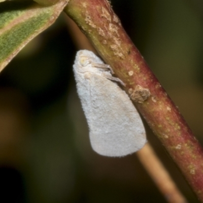 Anzora unicolor (Grey Planthopper) at Kambah, ACT - 2 Mar 2023 by AlisonMilton