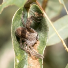 Neosparassus sp. (genus) (Badge huntsman) at Kambah, ACT - 3 Mar 2023 by AlisonMilton