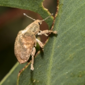 Gonipterus sp. (genus) at Kambah, ACT - 3 Mar 2023