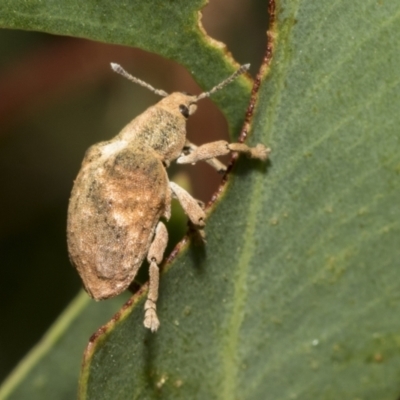 Gonipterus sp. (genus) (Eucalyptus Weevil) at Kambah, ACT - 2 Mar 2023 by AlisonMilton