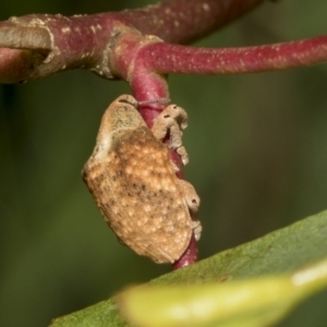 Gonipterus sp. (genus) at Kambah, ACT - 3 Mar 2023