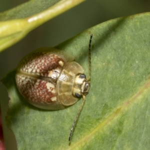 Paropsisterna decolorata at Kambah, ACT - 3 Mar 2023 10:55 AM