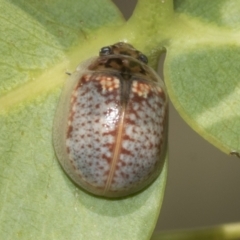 Paropsisterna decolorata at Kambah, ACT - 3 Mar 2023