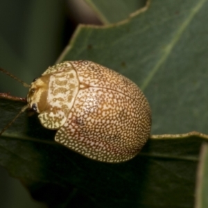 Paropsis atomaria at Kambah, ACT - 3 Mar 2023