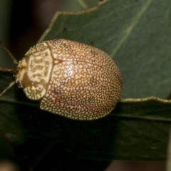 Paropsis atomaria at Kambah, ACT - 3 Mar 2023 10:38 AM