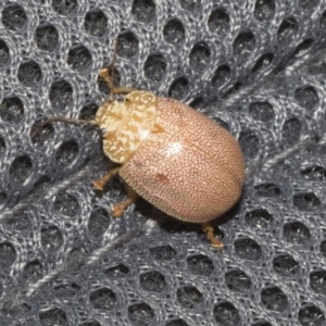 Paropsis atomaria at Kambah, ACT - 3 Mar 2023 11:59 AM