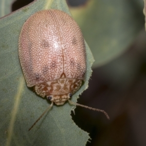 Paropsis atomaria at Kambah, ACT - 3 Mar 2023 11:59 AM