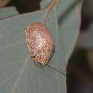 Paropsis atomaria at Kambah, ACT - 3 Mar 2023 11:59 AM