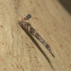 Conoeca guildingi (A case moth) at Kambah, ACT - 3 Mar 2023 by AlisonMilton