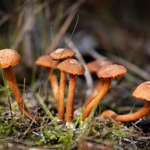 Laccaria sp. at Holt, ACT - 28 May 2023