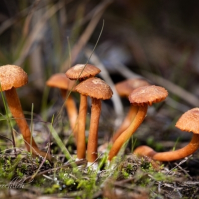 Laccaria sp. (Laccaria) at Holt, ACT - 28 May 2023 by Cristy1676