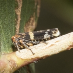 Eurymeloides adspersa (Gumtree hopper) at Kambah, ACT - 2 Mar 2023 by AlisonMilton