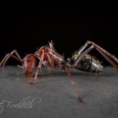 Camponotus sponsorum at Jerrabomberra Wetlands - 12 Jun 2023 by Cristy1676