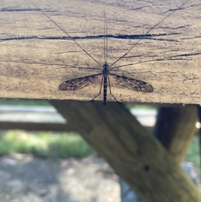 Tipulidae or Limoniidae (family) (Unidentified Crane Fly) at Glenquarry, NSW - 9 Mar 2023 by Baronia