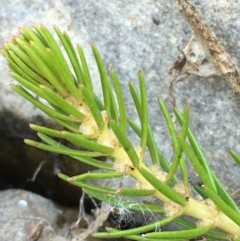 Myriophyllum simulans (Water Milfoil) at Numeralla, NSW - 22 Dec 2019 by JaneR