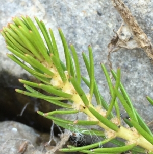 Myriophyllum simulans at Numeralla, NSW - 22 Dec 2019 03:36 PM