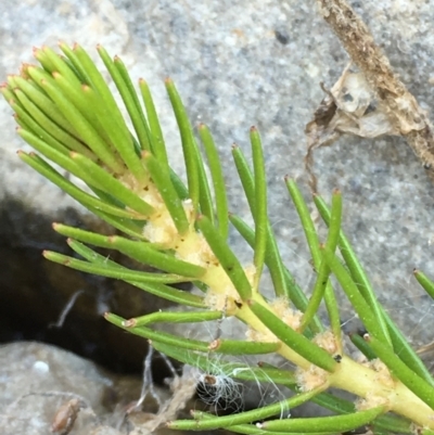 Myriophyllum simulans (Water Milfoil) at Numeralla, NSW - 22 Dec 2019 by JaneR