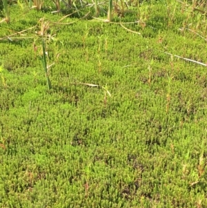 Myriophyllum simulans at Numeralla, NSW - 22 Dec 2019 03:36 PM