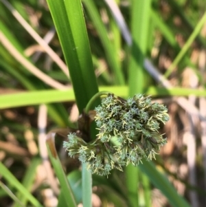 Scirpus polystachyus at Numeralla, NSW - 24 Dec 2019