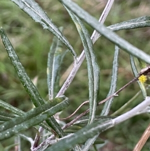 Senecio quadridentatus at Watson, ACT - 12 Jun 2023 04:36 PM