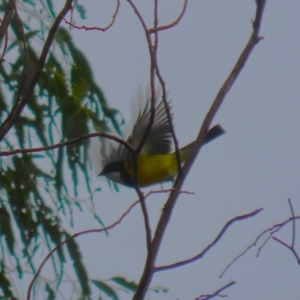 Pachycephala pectoralis at Tennent, ACT - 13 Jun 2023 01:29 PM