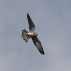 Falco cenchroides (Nankeen Kestrel) at Tennent, ACT - 13 Jun 2023 by RodDeb