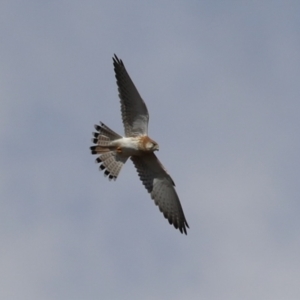 Falco cenchroides at Tennent, ACT - 13 Jun 2023 12:24 PM