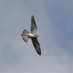 Falco cenchroides at Tennent, ACT - 13 Jun 2023 12:24 PM