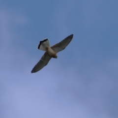 Falco cenchroides at Tennent, ACT - 13 Jun 2023 12:24 PM