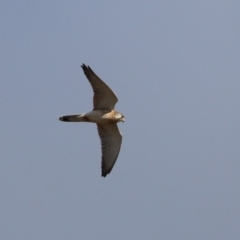 Falco cenchroides at Tennent, ACT - 13 Jun 2023