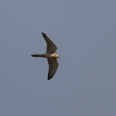 Falco cenchroides at Tennent, ACT - 13 Jun 2023 12:24 PM