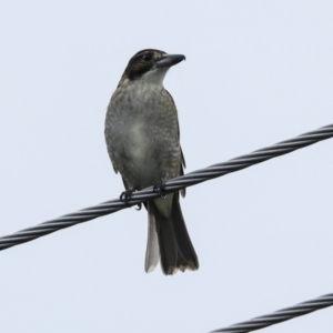 Cracticus torquatus at Higgins, ACT - 6 Apr 2023