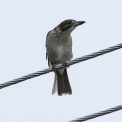 Cracticus torquatus at Higgins, ACT - 6 Apr 2023 04:33 PM