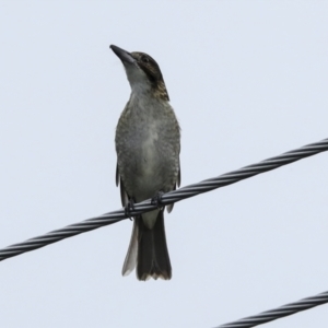 Cracticus torquatus at Higgins, ACT - 6 Apr 2023