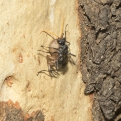 Fabriogenia sp. (genus) (Spider wasp) at Kambah, ACT - 3 Mar 2023 by AlisonMilton