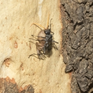 Fabriogenia sp. (genus) at Kambah, ACT - 3 Mar 2023