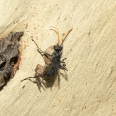 Fabriogenia sp. (genus) at Kambah, ACT - 3 Mar 2023