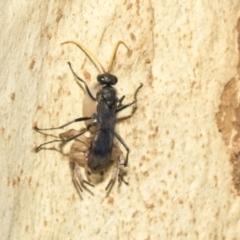 Fabriogenia sp. (genus) at Kambah, ACT - 3 Mar 2023