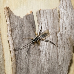 Stenarella victoriae at Kambah, ACT - 3 Mar 2023 12:38 PM