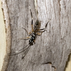 Stenarella victoriae at Kambah, ACT - 3 Mar 2023 12:38 PM