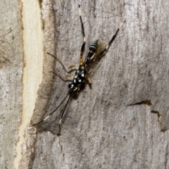 Stenarella victoriae at Kambah, ACT - 3 Mar 2023 12:38 PM