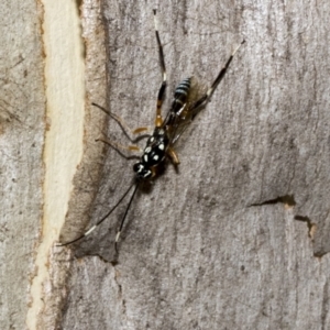 Stenarella victoriae at Kambah, ACT - 3 Mar 2023 12:38 PM