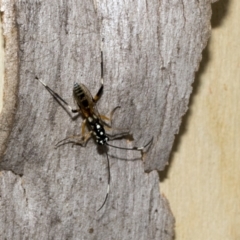 Stenarella victoriae at Kambah, ACT - 3 Mar 2023 12:38 PM