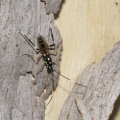 Stenarella victoriae at Kambah, ACT - 3 Mar 2023 12:38 PM