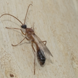 Myrmecia nigriceps at Kambah, ACT - 3 Mar 2023