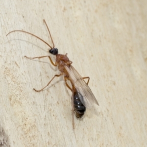 Myrmecia nigriceps at Kambah, ACT - 3 Mar 2023