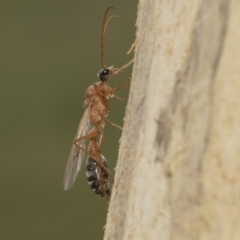 Myrmecia nigriceps at Kambah, ACT - 3 Mar 2023